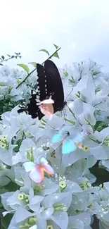 Butterfly rests on white flowers with colorful surroundings.