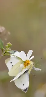 Butterfly resting on a wild daisy flower.