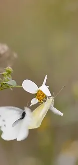 Butterfly gently perches on a wildflower in a serene setting.