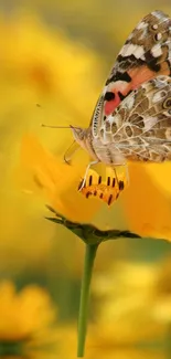 Butterfly perched on a vibrant yellow flower.