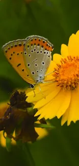 Butterfly on a vibrant yellow flower against a green background.