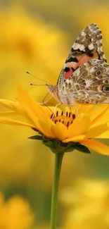 Butterfly perched on a yellow flower, vibrant and serene.