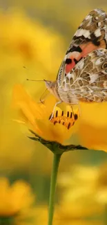 Butterfly resting on a vibrant yellow flower against a soft background.