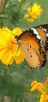 A butterfly resting on a vibrant yellow flower with green foliage.