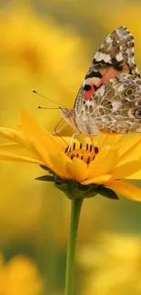 Colorful butterfly perched on a vibrant yellow flower, set against a soft blurred background.