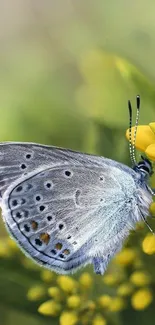 Beautiful butterfly on a yellow flower with a green blurred background.