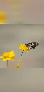 A butterfly rests on a yellow flower against a soft, blurred background.