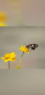 Butterfly perched on vibrant yellow flower, minimalist background.