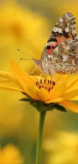 Butterfly perched on a vibrant yellow flower blossom in a garden setting.