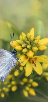 Butterfly resting on vibrant yellow flowers in nature.