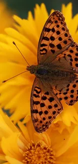 Butterfly on vibrant yellow petals in a close-up nature shot.