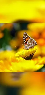 Colorful butterfly rests on bright yellow flower.