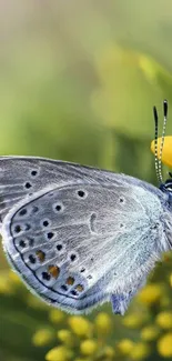 Blue butterfly on yellow flower in a lush green setting.