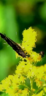 Butterfly on vibrant yellow flowers with green background