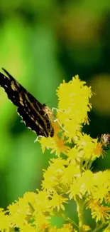 Butterfly perched on yellow flowers with green background.