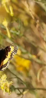 Vibrant butterfly on yellow flowers in lush greenery.