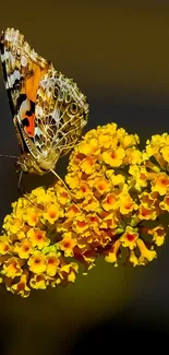 Beautiful butterfly on yellow flowers with dark background.