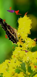 Butterfly on bright yellow flowers with colorful butterflies.