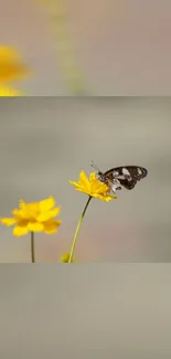 Close-up of a butterfly on yellow flowers, nature wallpaper.