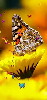 Butterfly resting on yellow daisy flowers.