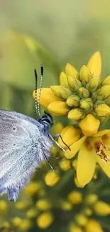 Butterfly resting on vibrant yellow flowers against a blurred background.