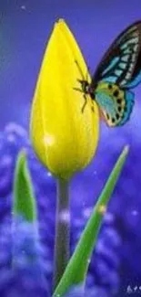 Vibrant blue butterfly on yellow tulip with purple background.