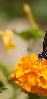 Butterfly perched on a vibrant marigold with green blurred background.