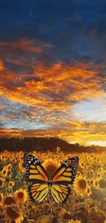 Butterfly at sunset in a sunflower field background.