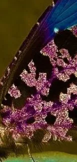 Close-up of a butterfly wing with purple and blue patterns on an olive background.