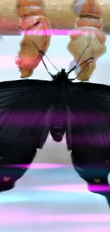 A black butterfly with neon stripes and visible cocoons.