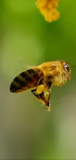 A buzzing bee flies near yellow flowers.