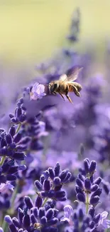 Bee hovering over vibrant purple lavender flowers.