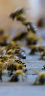 Close-up of honeybees on a surface with a natural blurred background.