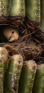 Bird nestled in a cactus with a lush green background.