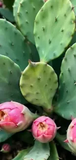 Close-up of cactus blossoms with green leaves.