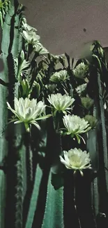 Nighttime view of blooming cacti with lush green stems and white flowers.