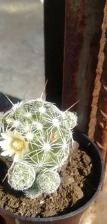 Mobile wallpaper of a small cactus with a white blossom in a pot.