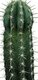 Close-up of a green cactus with spines on a white background.