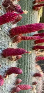 Close-up of a desert cactus with vibrant pink spikes.