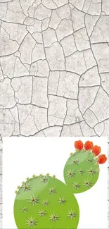 A green cactus with flowers on cracked earth background.