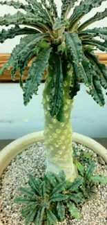 Potted cactus plant with textured green leaves.