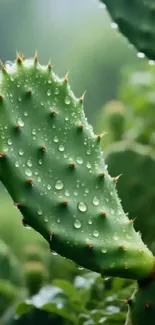 Dew-covered cactus in green scenery.