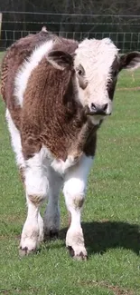 A fluffy brown and white calf in a lush green pasture.