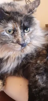 Fluffy calico cat with warm fur resting comfortably.