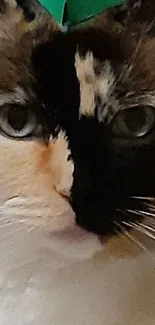 Close-up of a calico cat's face with black and cream fur.