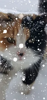 Calico cat walking through snowy landscape, close-up.