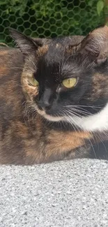 Calico cat with green eyes lying on a stone surface outdoors.