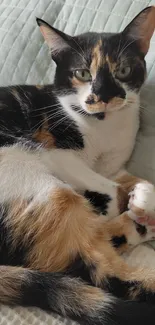 Calico cat lounging on a soft pillow.