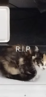 Calico cat resting on tiled floor underneath a shelf.