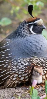 California Quail with chick in lush greenery wallpaper.